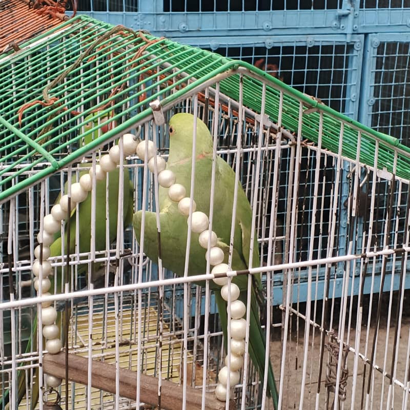 Raw parrot 1