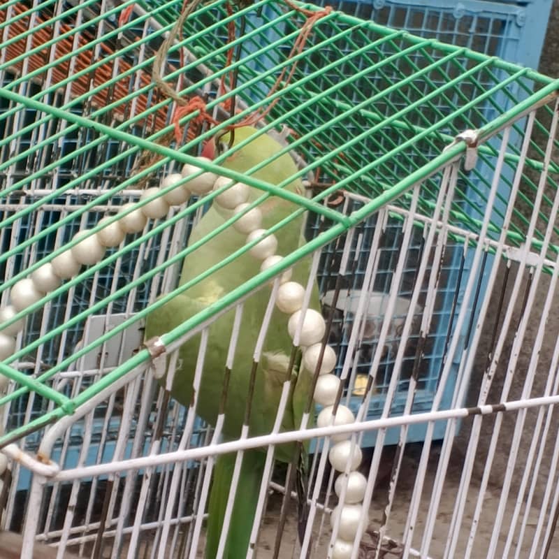 Raw parrot 2