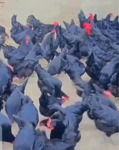 Australorp fully vaccinated Chicks/Egg laying Hens/Rooster/Eggs