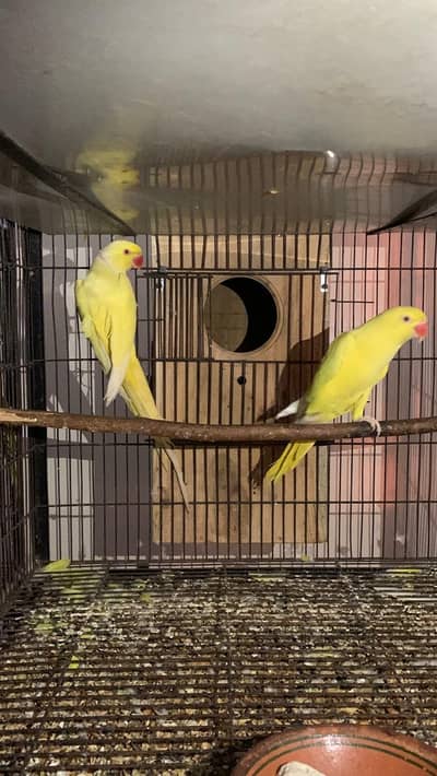 Yellow ringneck breeder pair