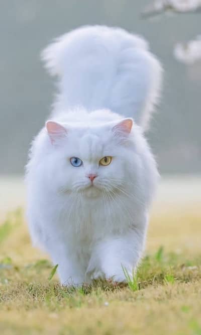 Persian Cat for sale