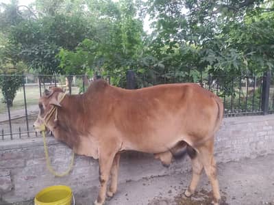 bachra for sale for qurbani 2k26