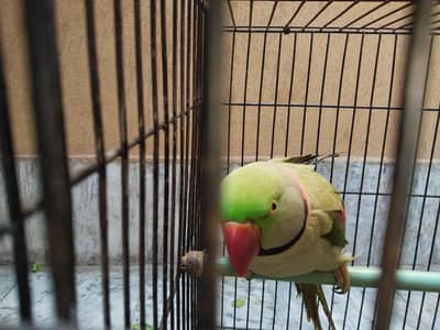 Taking hand tamed parrot for sale