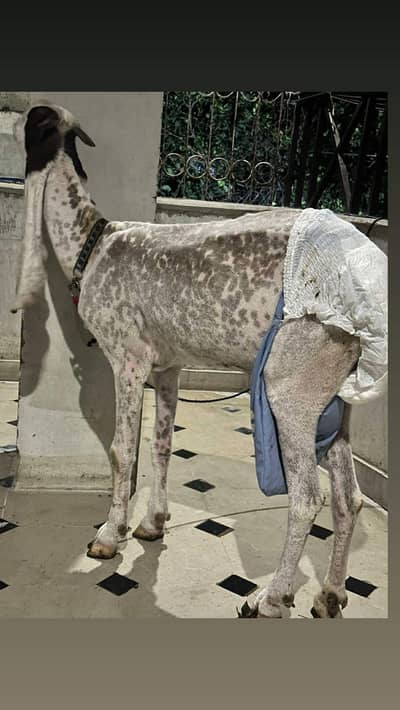 Bakri 4 dant heighted