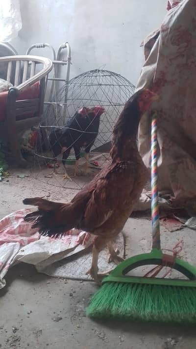 Pure Aseel Long Heighted Jawa Murga And Lakhi Female