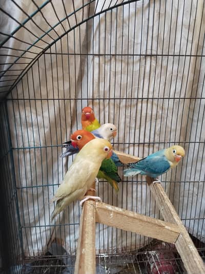 lovebirds mutation