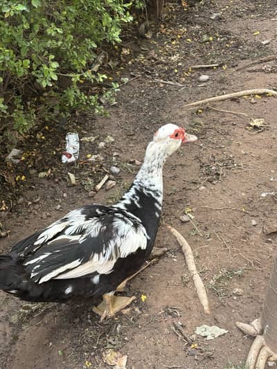 Muscovy Ducks | wesh Harlequin Ducks | Pairs for sale
