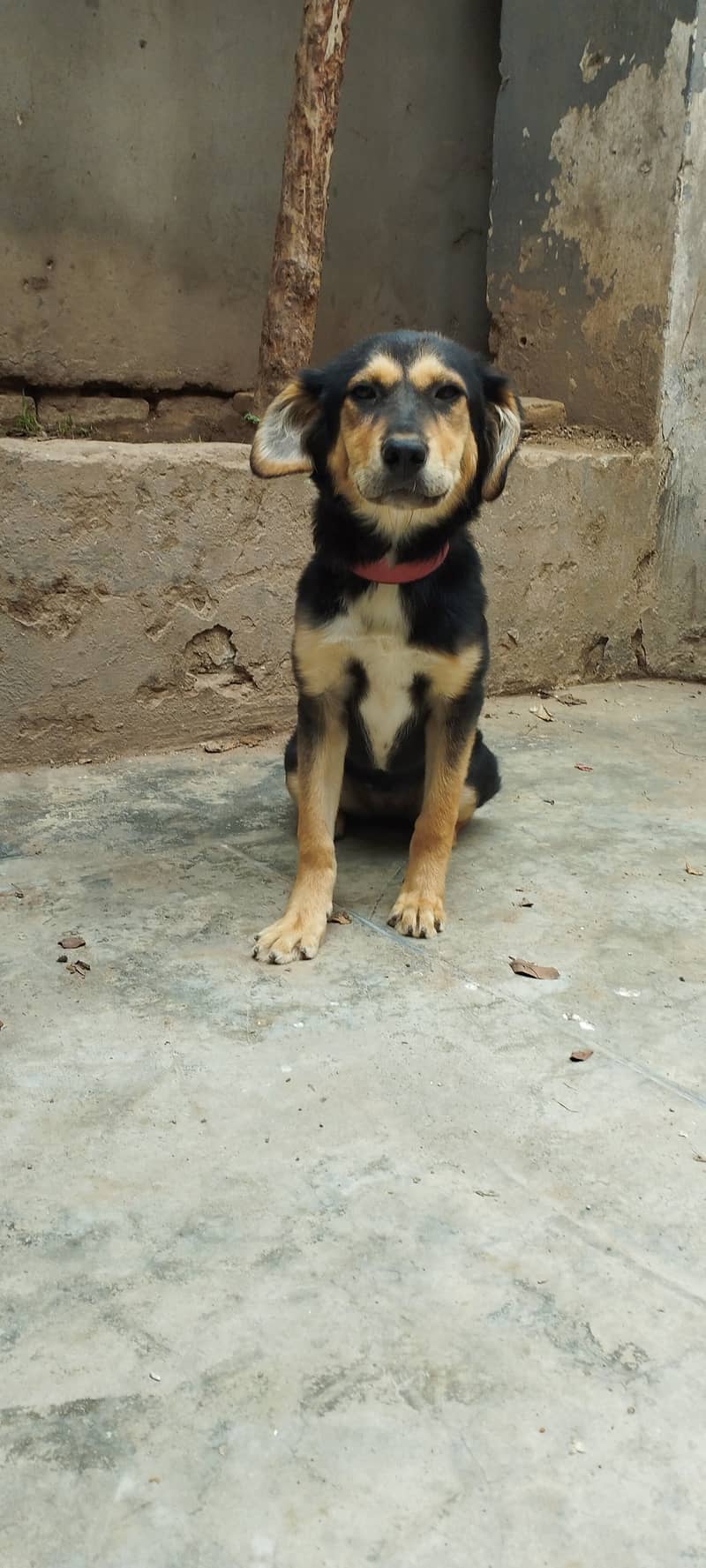 Bakrwal 2