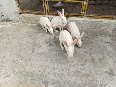 white red eyes rabbit