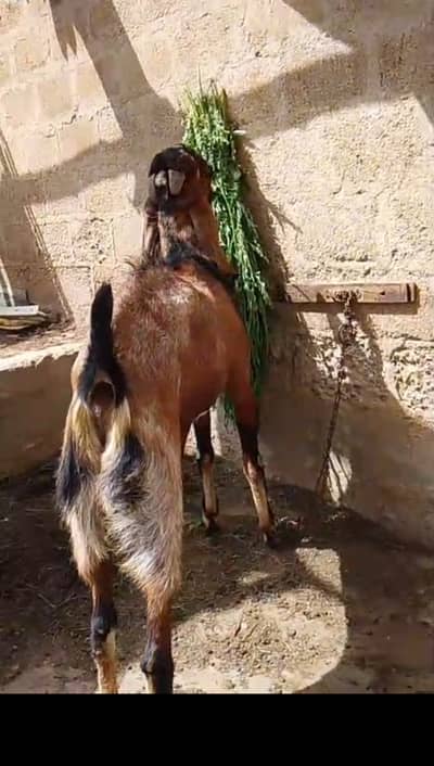 Pure beetal nagra bakra