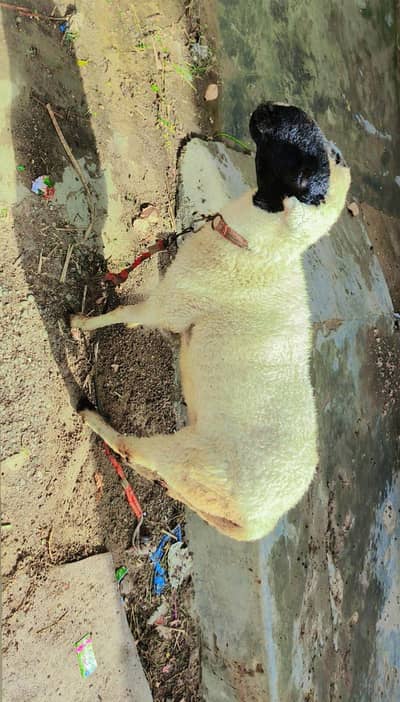 Qurbani dumba