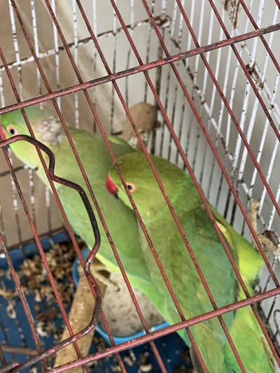 Ringneck parrot pair