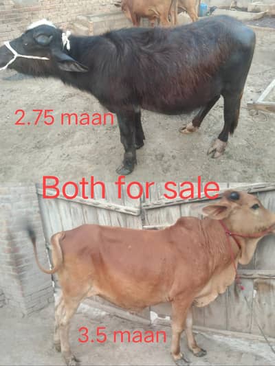 Bachra | Katta | Wacha | Cow | Qurbani  | Bulls | بھنس | گائے