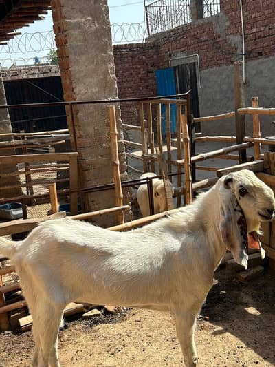 Goat | Bkra | Desi Goat | Betal Goat | Qurbani Bkra | Bkra For Sale