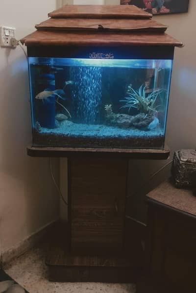Beautiful Complete Aquarium Setup for Urgent Sale