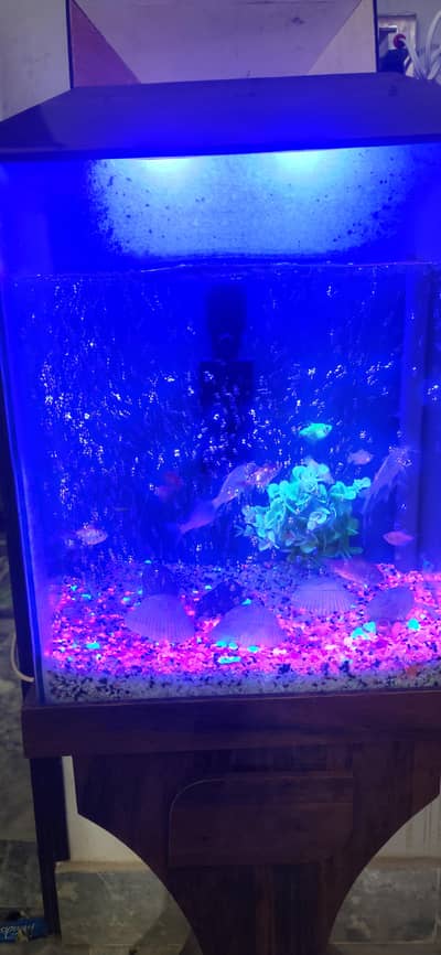 Aquarium Size 15x9