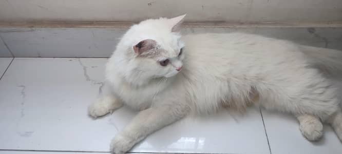 Persian female cat with female kitten
