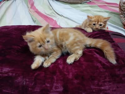 3 persian kittens