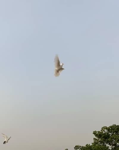 laky pigeons