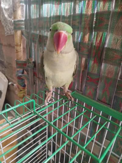 Abdul Rafay