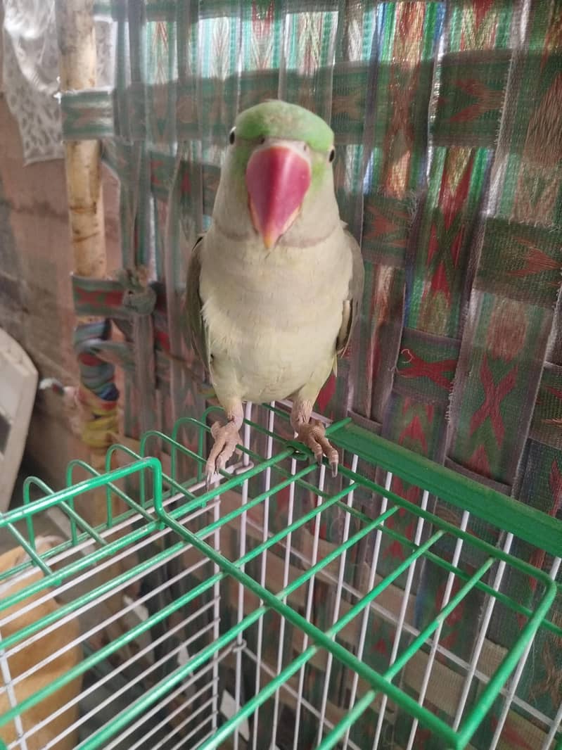 Abdul Rafay 0