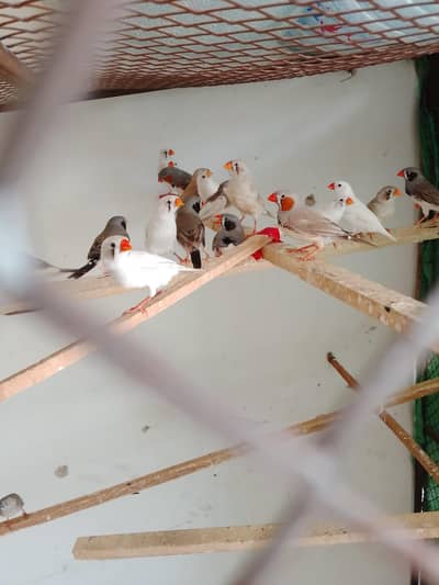 Finches with cage