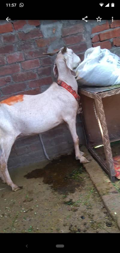 dasi bakri gaban tayar