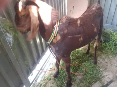 bakra for sale