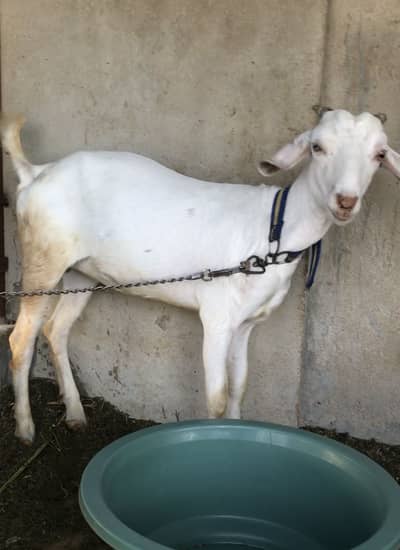 Gulabi teddy tapri bakri goat