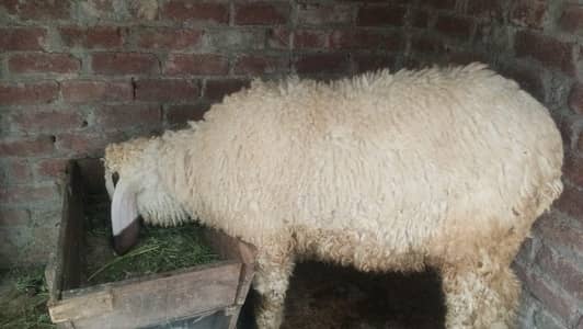 Chhatra For Sale ( Sheep  )
