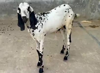Desi Bakra For Sale Qurbani Wala