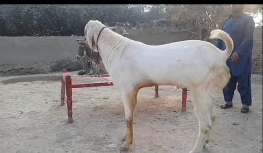 qurbani ka bakra gents for sale 0326,64,35,483