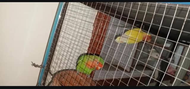 love bird