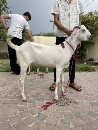 Bakra of sale / qurbani/ chatra /sheep /goot
