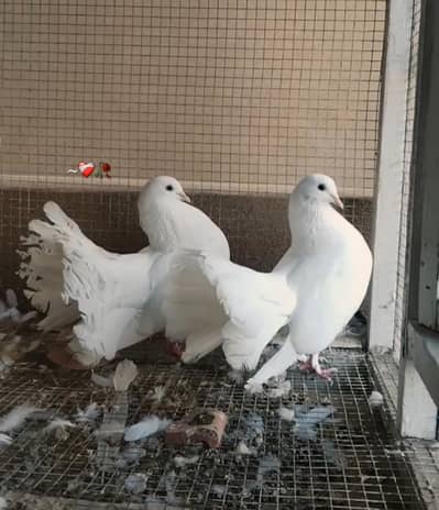 white lakka breeder pair 0304 0768702