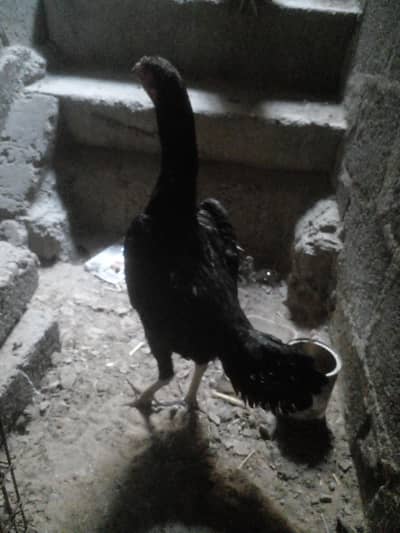 thai shamoo black hen full active