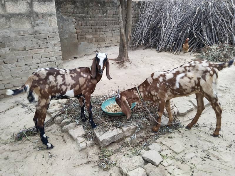 goats 0