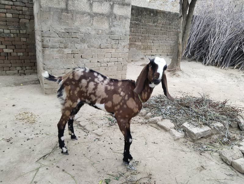 goats 1