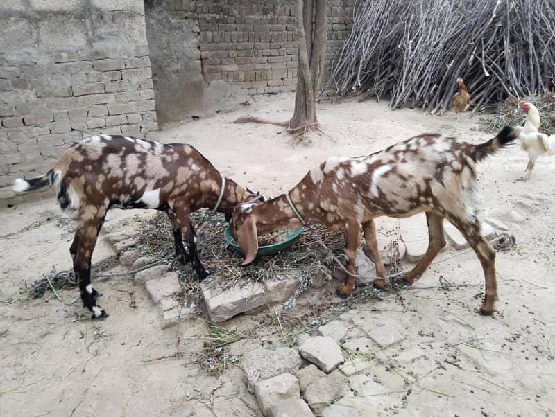 goats 2