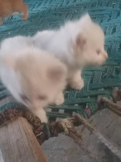 Triple code blue eyes male cats available