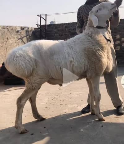 Chatra Dumba for sale  Weigh 130kg plus ha Height 42 inches 4 dant