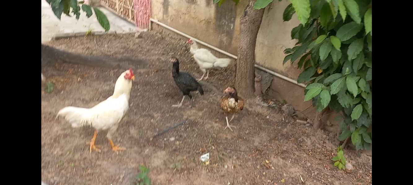 تین عدد مرغیاں اور ایک مرغا  فروخت کیلئے دستیاب ہے 2