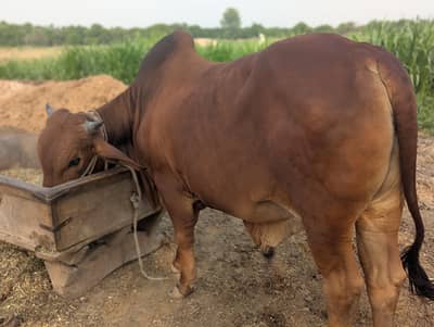 Qurbani brahman bulls