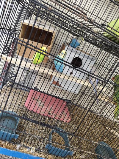 Cage With Birds For Sale