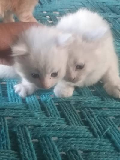 Triple code blue eyes male cats available