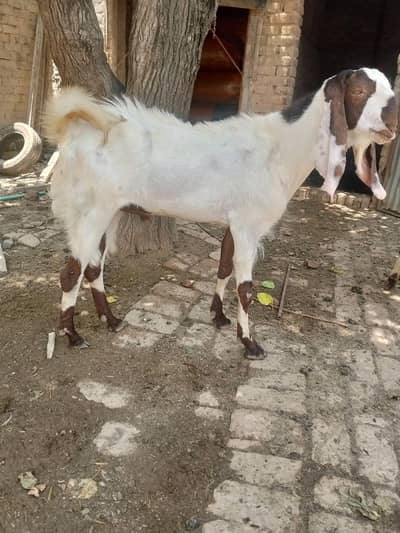 Qurbani k lie Bakray for Sale