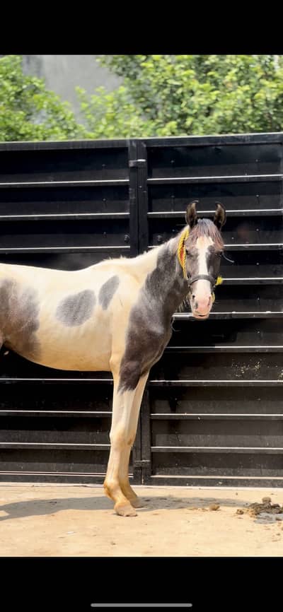 Pure desi breed horse