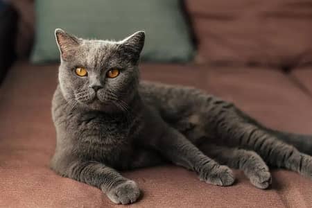 British shorthair male