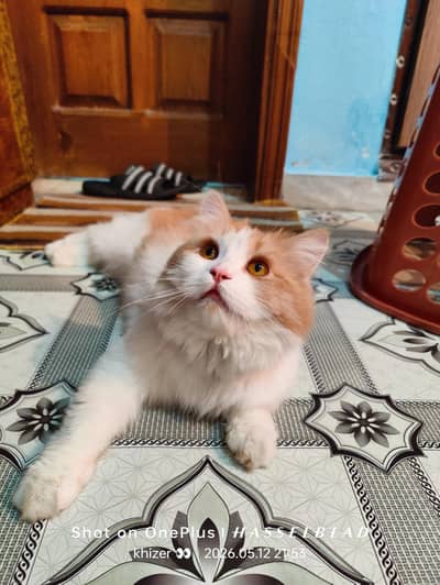 Persian cat triple coated male for sale