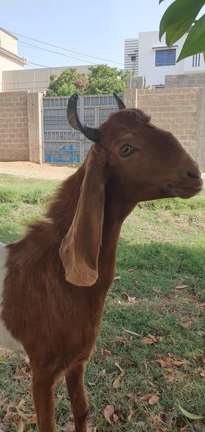 Bakra 2 danth Khoobsurat Andu
